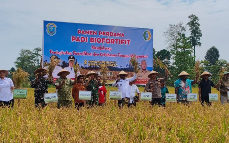 Dinas Ketahanan Pangan Nabire Panen Perdana Padi Biofortifikasi, Petani OAP Siap Tanam Berkelanjutan